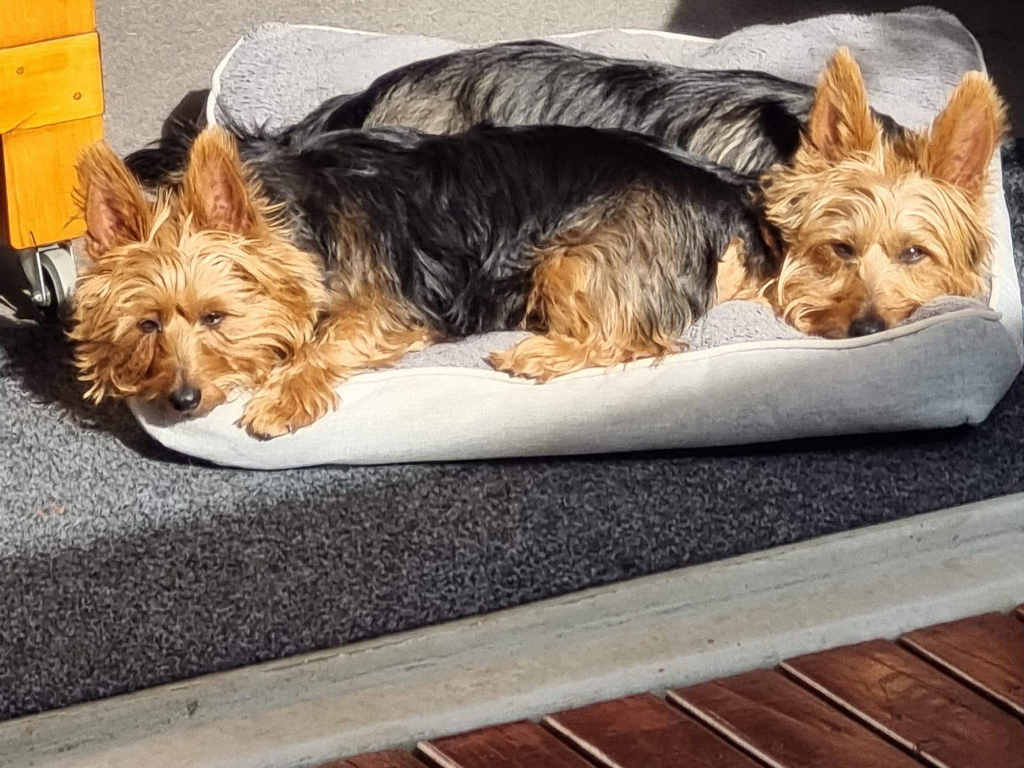 Aussie Terriers - Tess & Digger / Photo by Rowdy Wylie